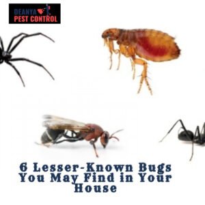 6 Lesser-Known Bugs You May Find in Your House
