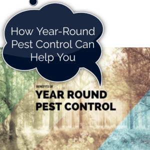  How Year-Round Pest Control Can Help You 