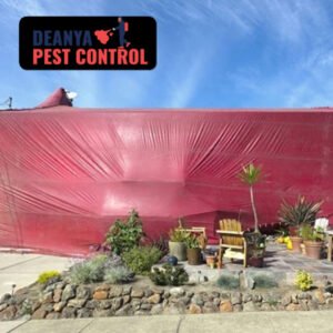 How To Fumigate A House