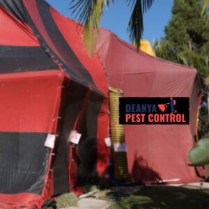 Does Fumigation Kill Bed Bugs?