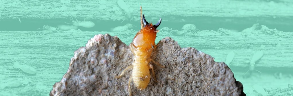 termite treatment chicago